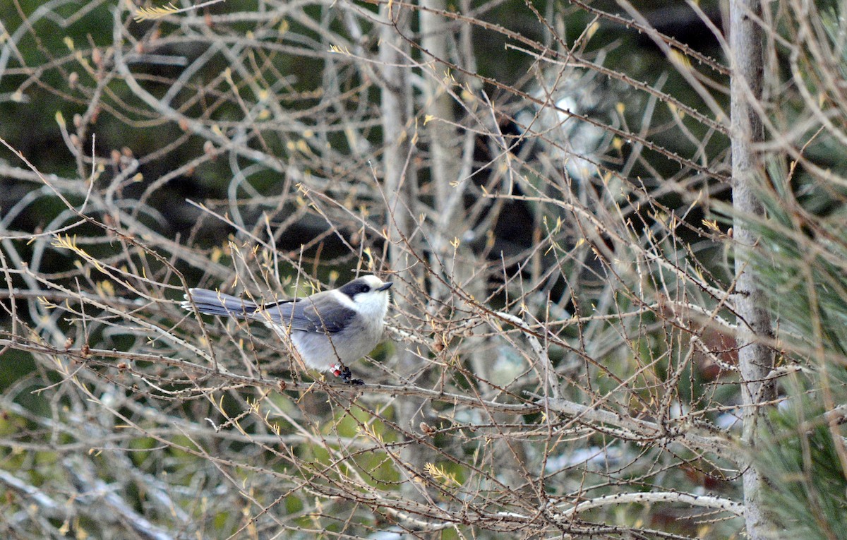 Canada Jay - ML646649216