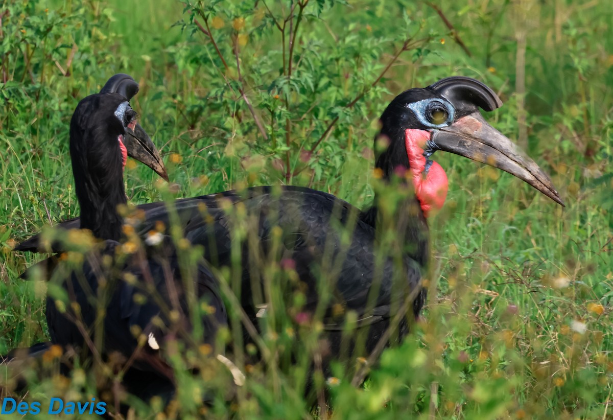 Abyssinian Ground-Hornbill - ML646649217