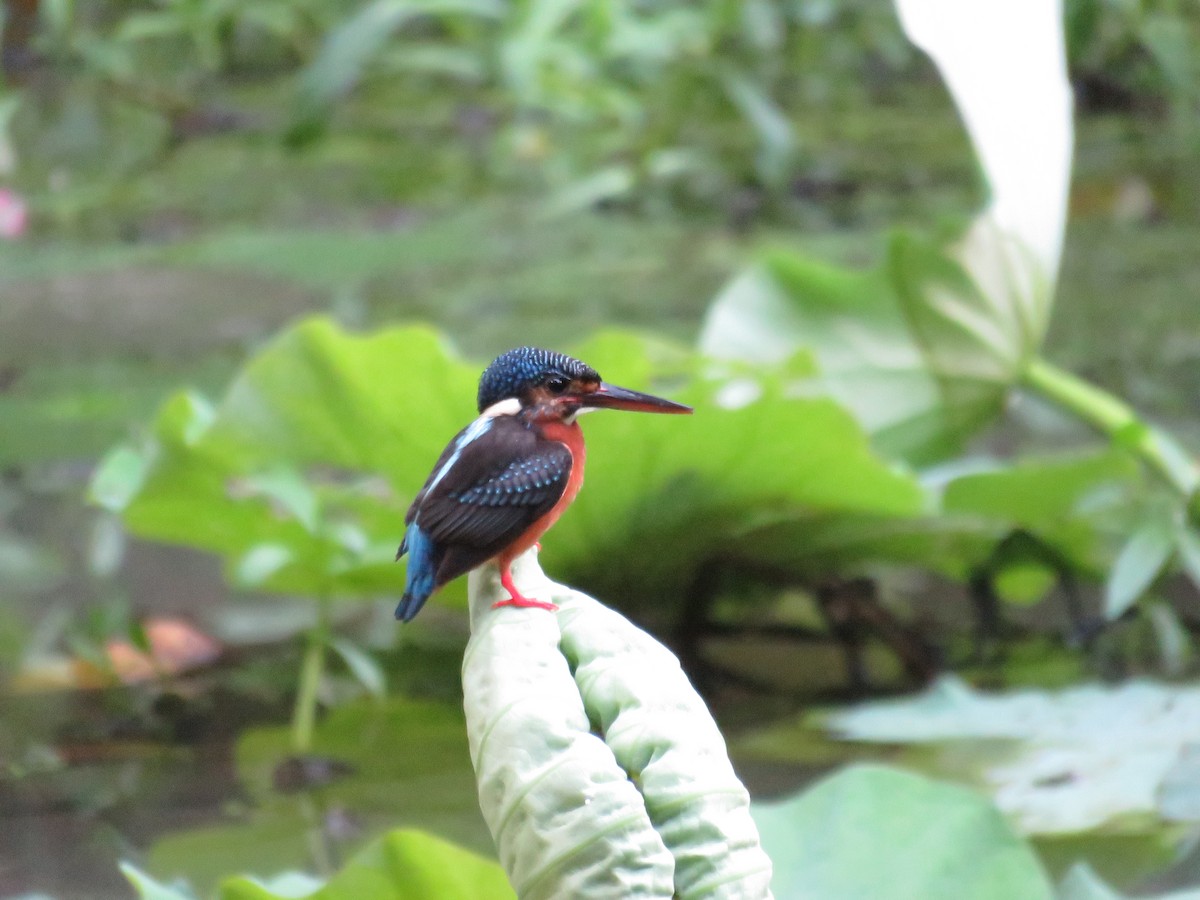 Meninting Yalıçapkını - ML646649218