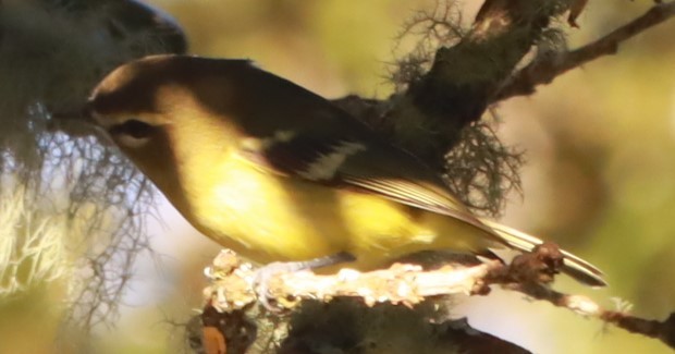 Yellow-winged Vireo - ML646649221