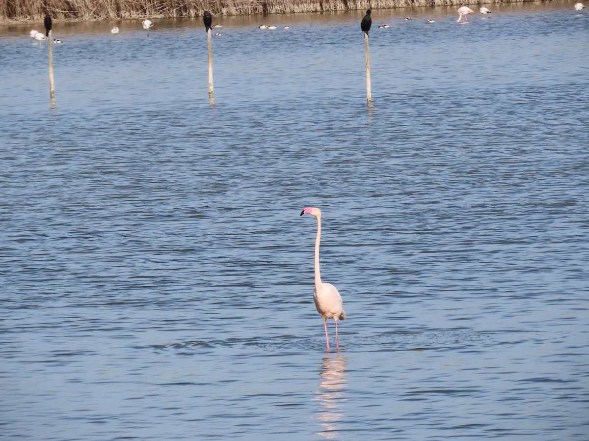 Розовый фламинго - ML646649222