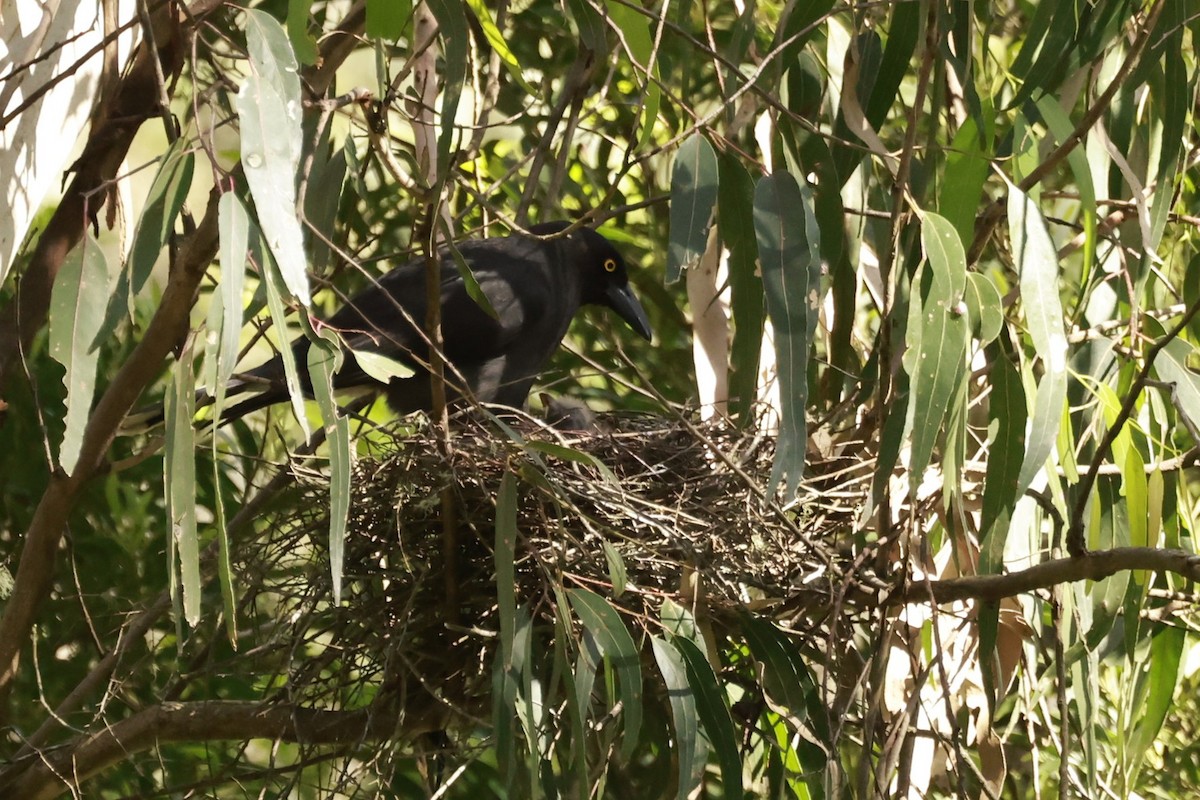 Verdugo Pío - ML646649226