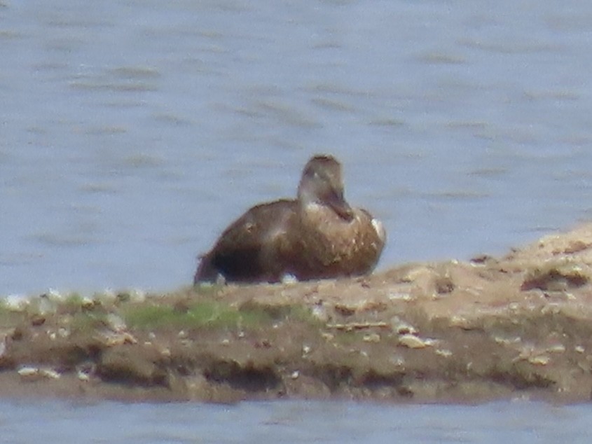 マガモ亜属 - ML646649228