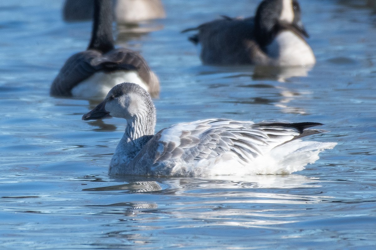 Snow Goose - ML646649229