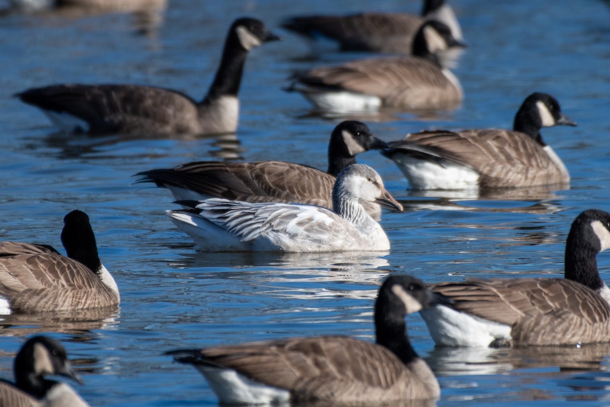 Snow Goose - ML646649230