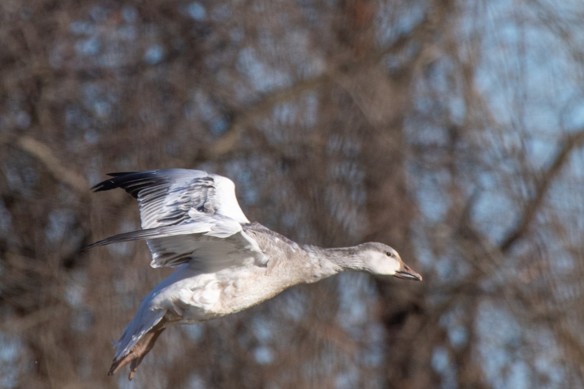 Snow Goose - ML646649231