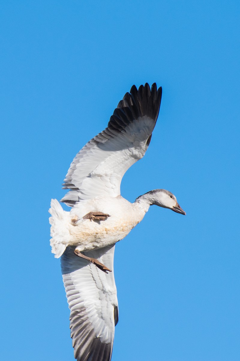 Snow Goose - ML646649232