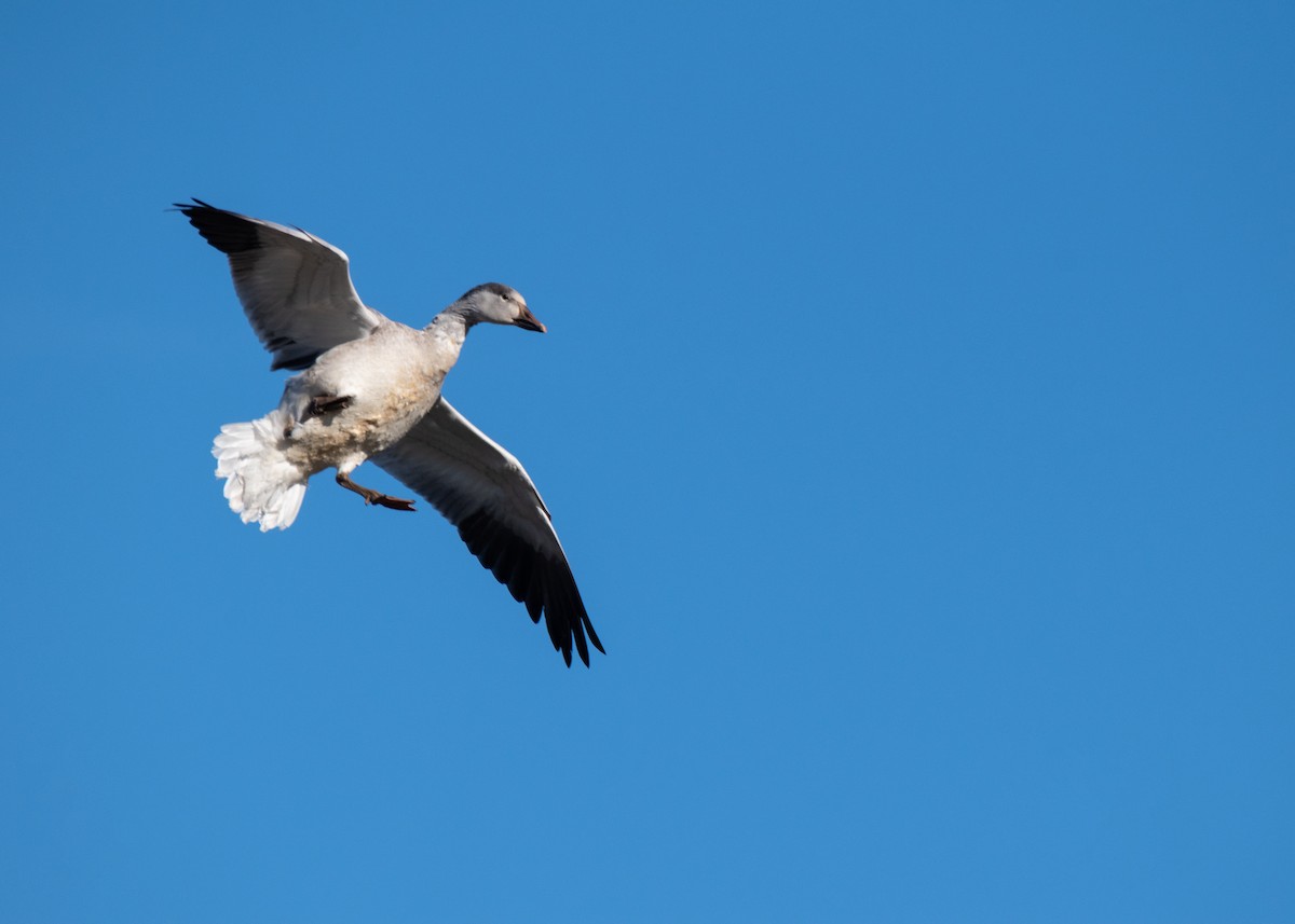 Snow Goose - ML646649233