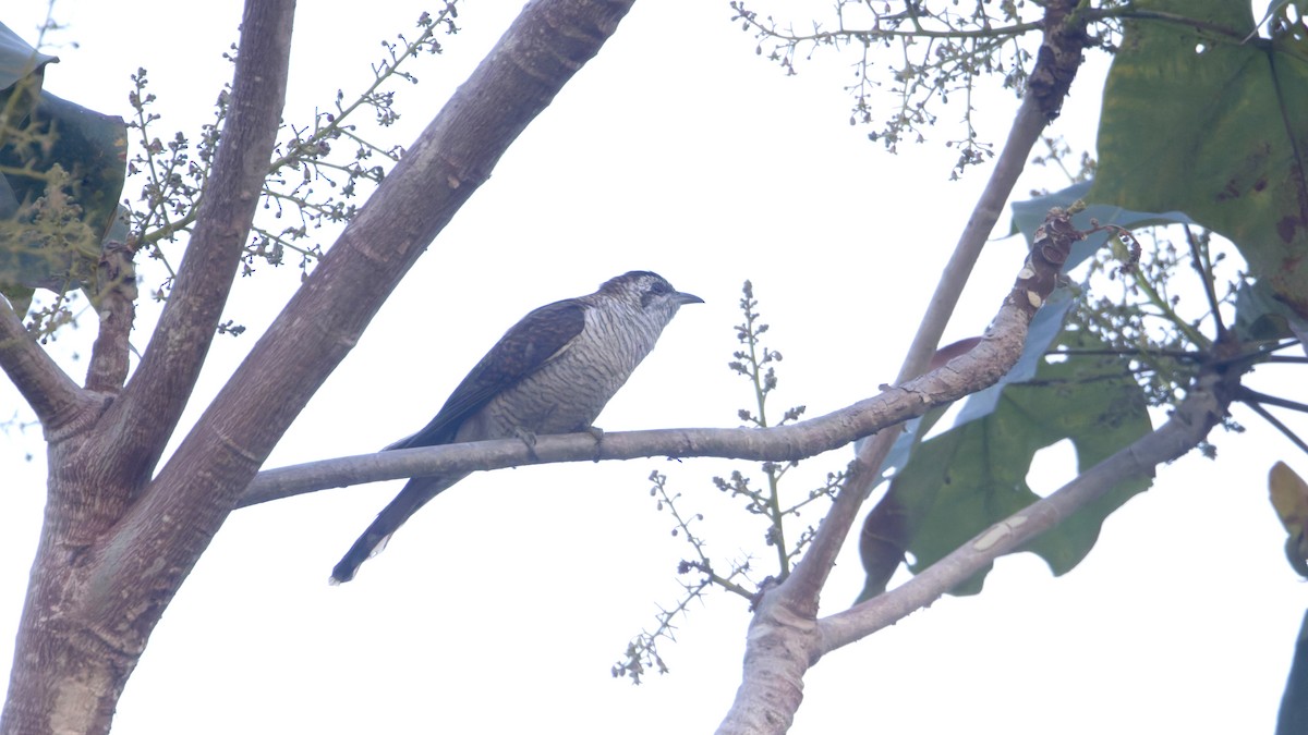 Sonneratkuckuck - ML646649235