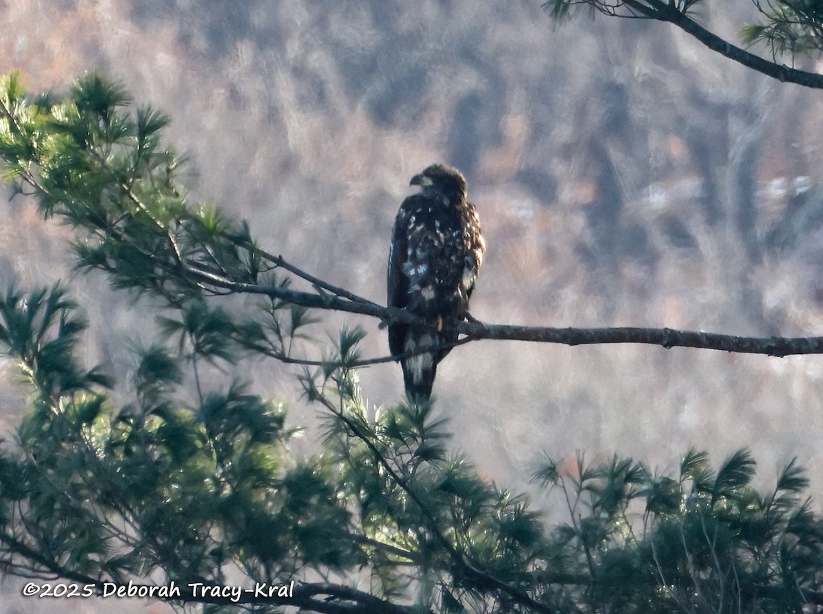 ハクトウワシ - ML646649236