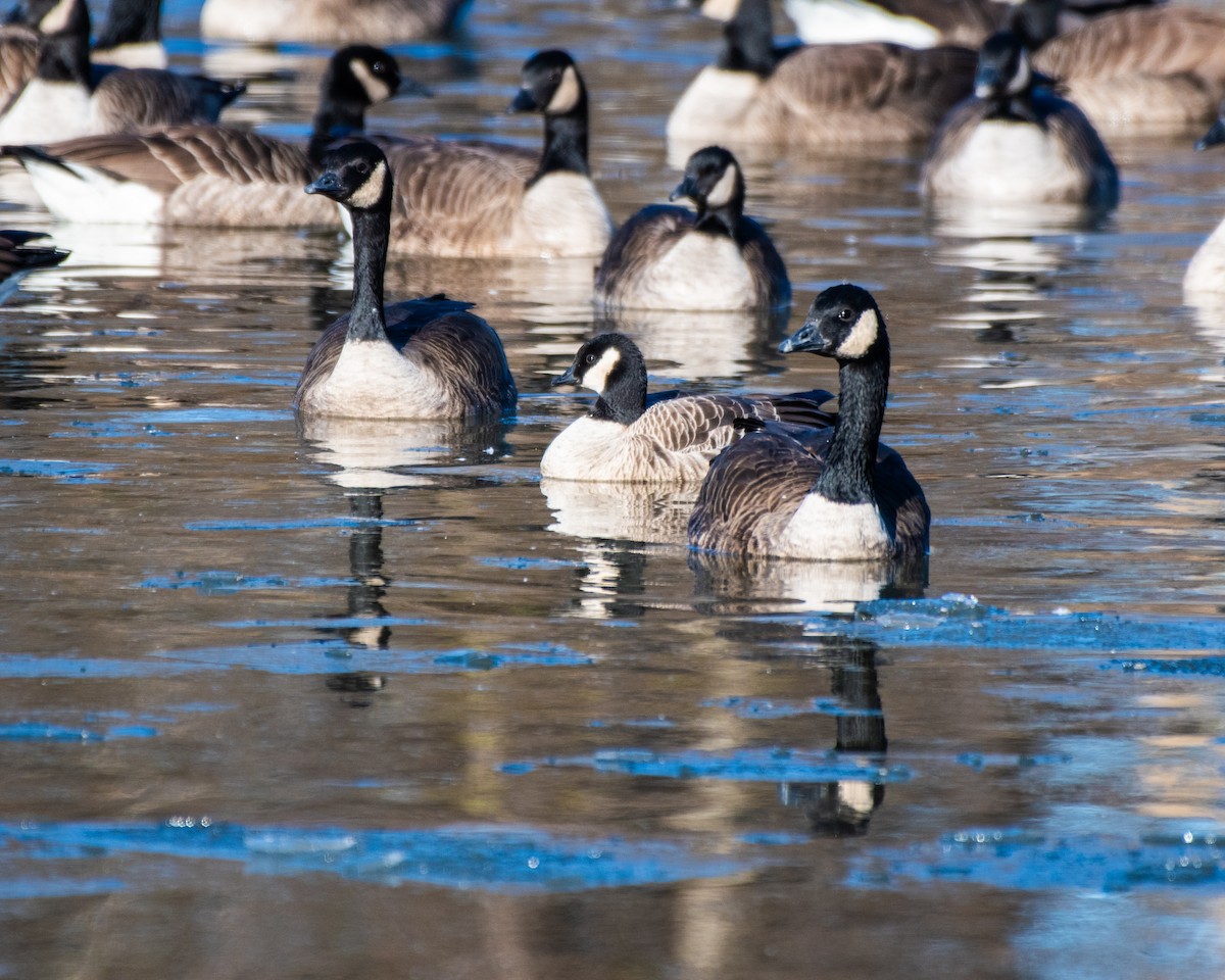 Cackling Goose - ML646649237