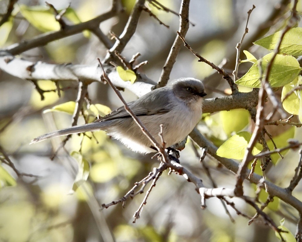 Серый ополовничек (plumbeus) - ML646649238