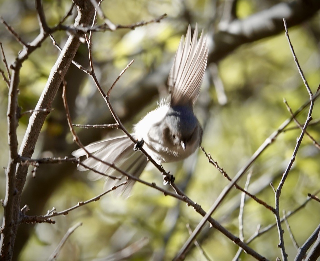 Серый ополовничек (plumbeus) - ML646649239