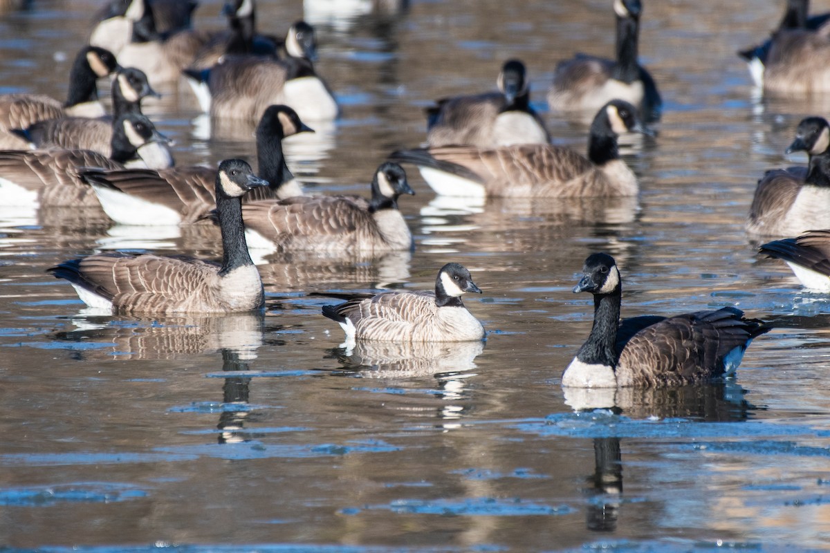 Cackling Goose - ML646649240