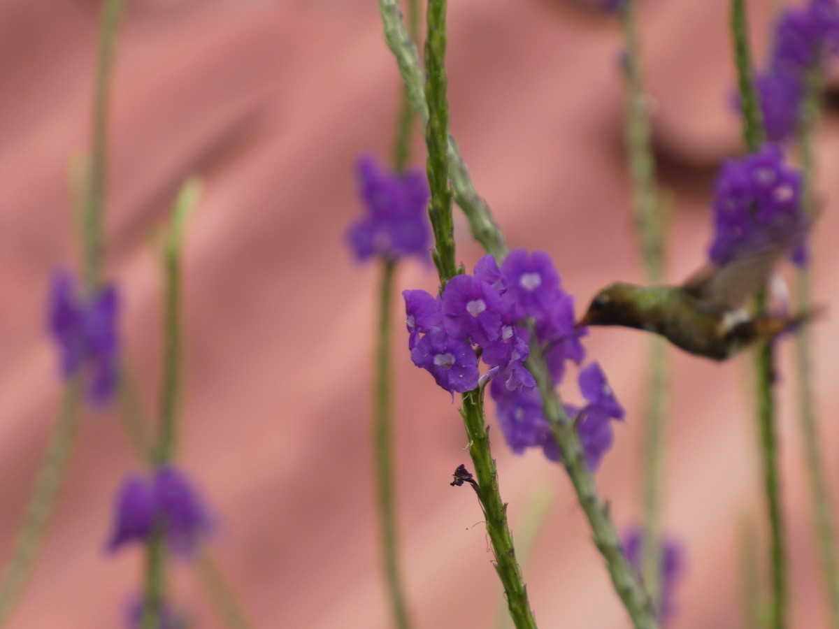 Coquette de Delattre - ML646649243