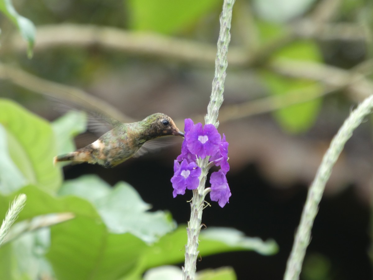 Coquette de Delattre - ML646649244