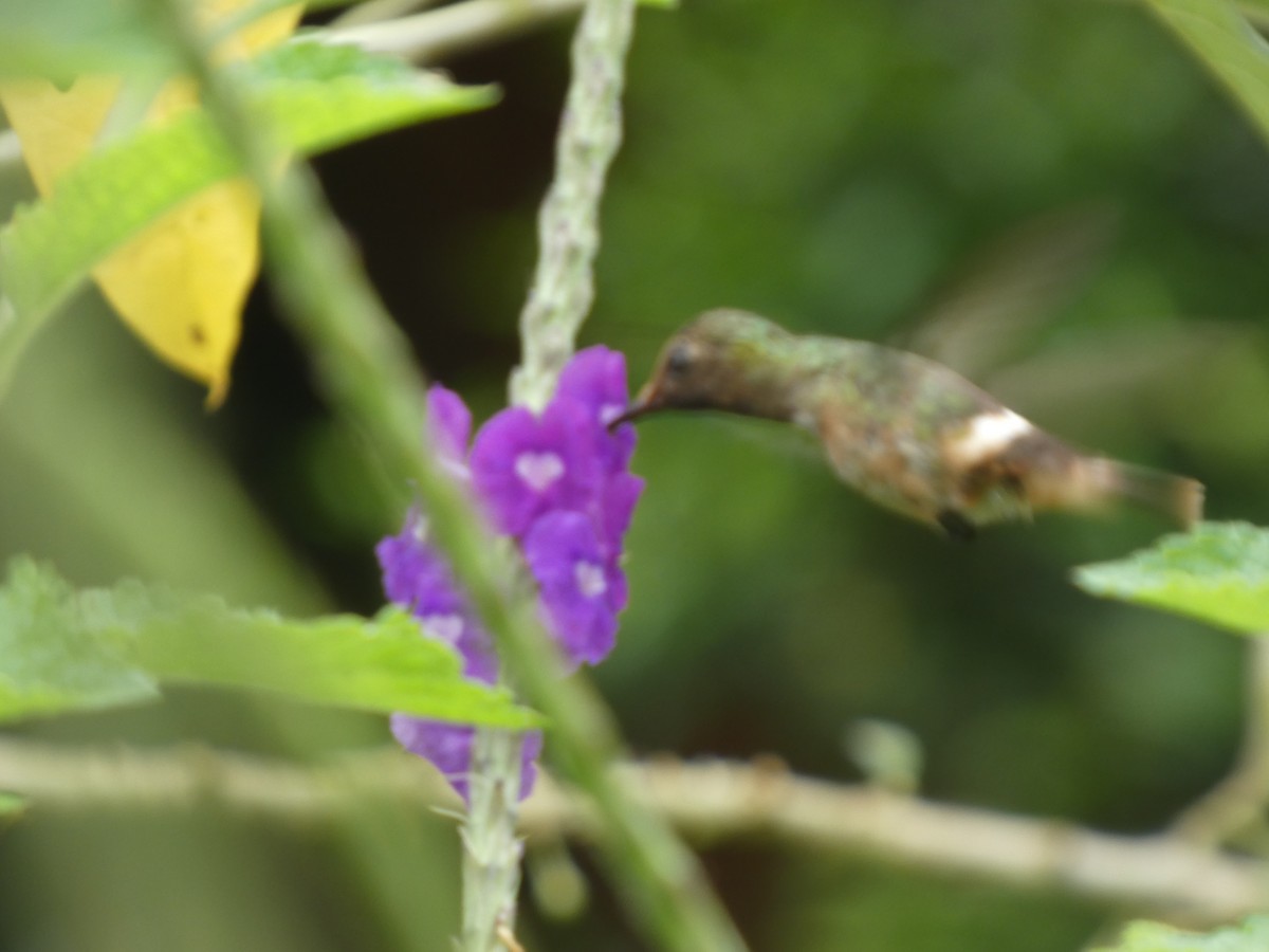 Rufous-crested Coquette - ML646649245