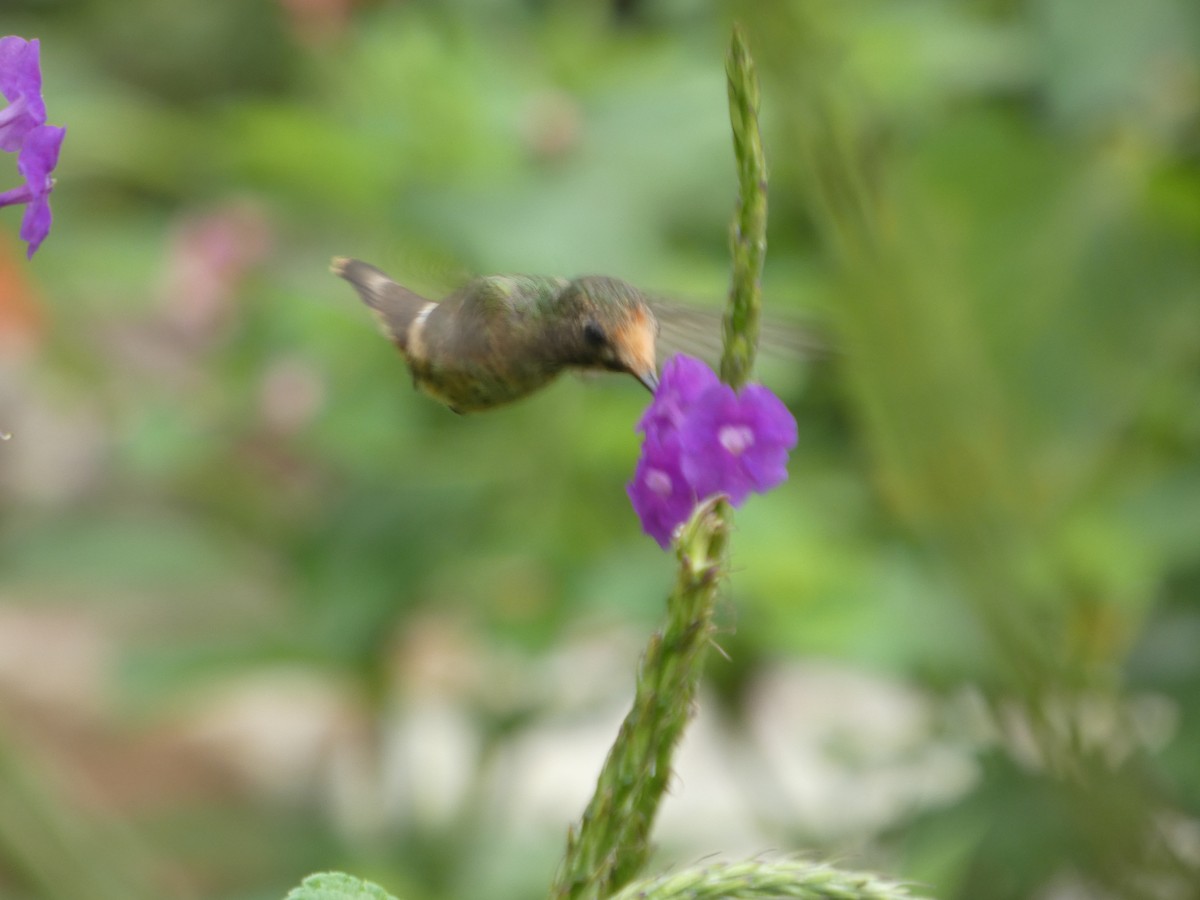 Coquette de Delattre - ML646649246