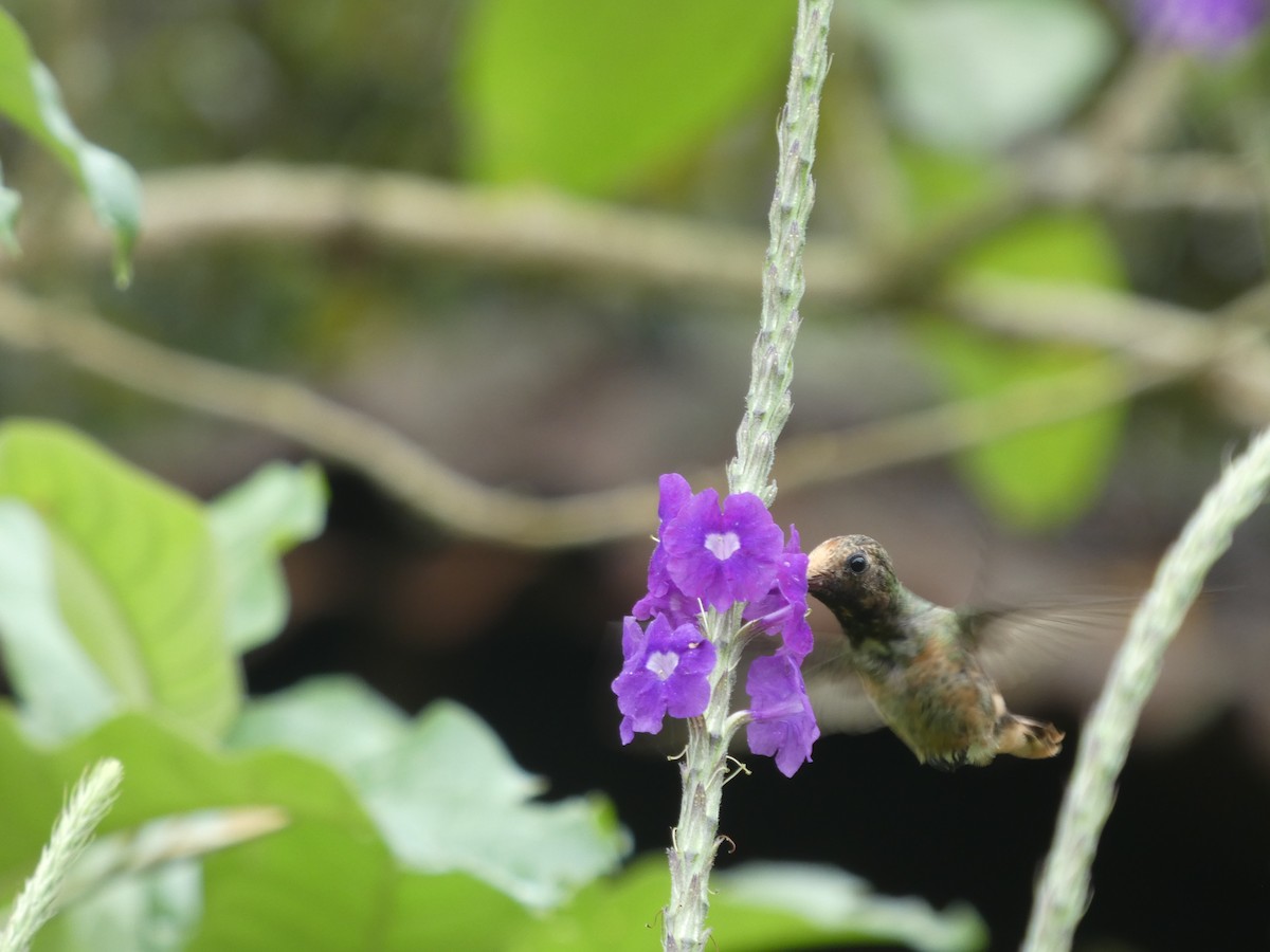 Rufous-crested Coquette - ML646649247
