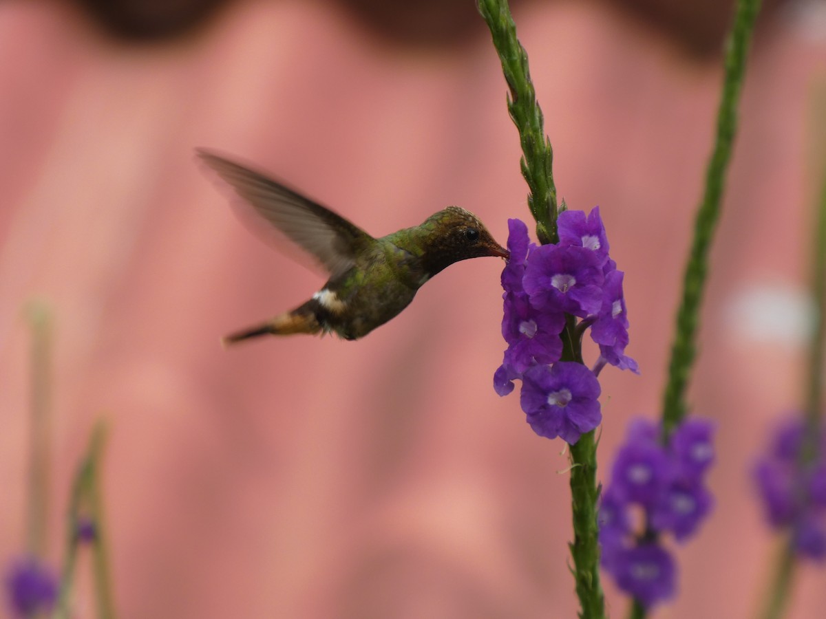 Rufous-crested Coquette - ML646649248