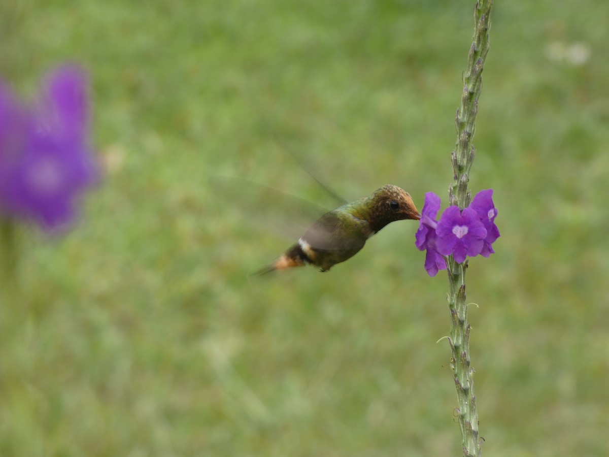 Rufous-crested Coquette - ML646649249