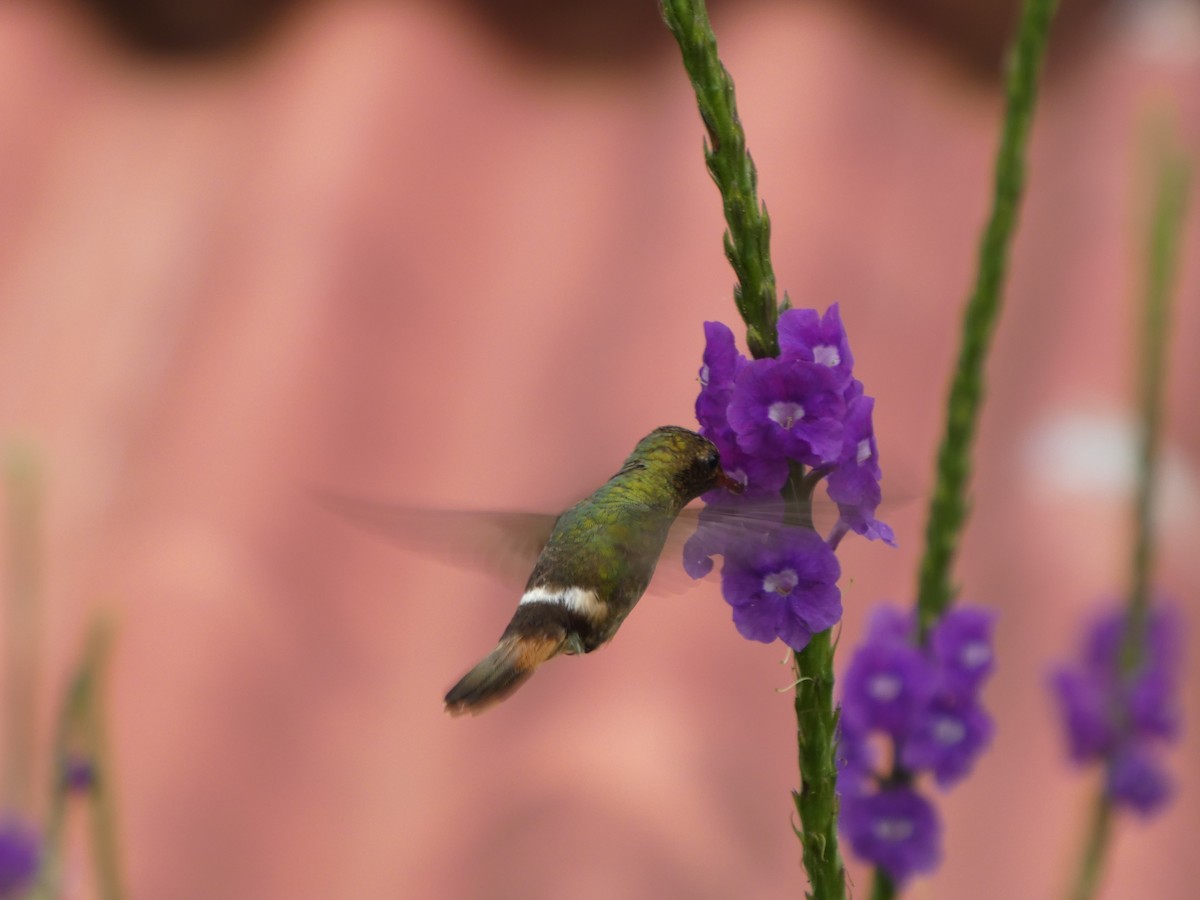 Rufous-crested Coquette - ML646649250