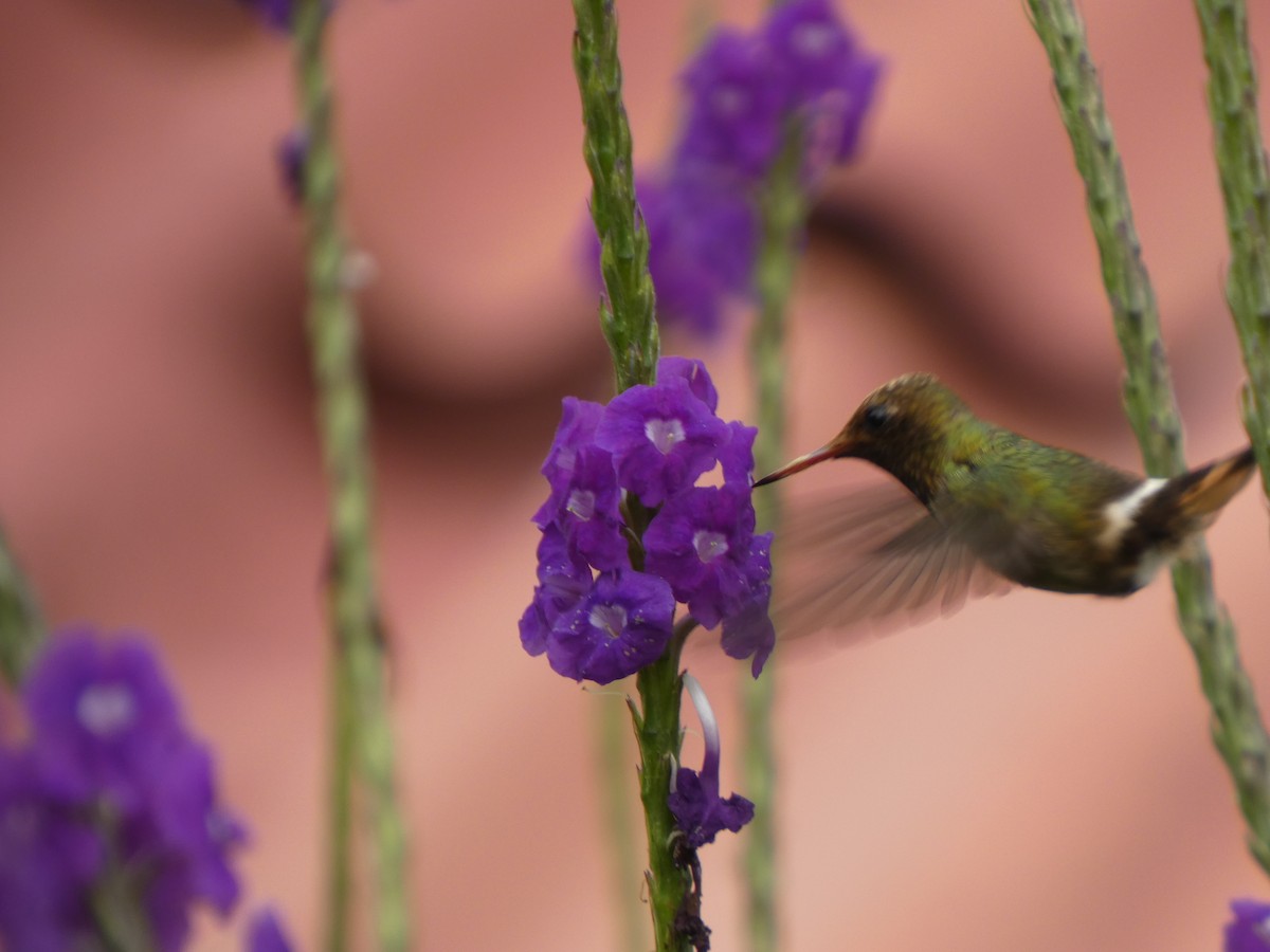 Rufous-crested Coquette - ML646649251