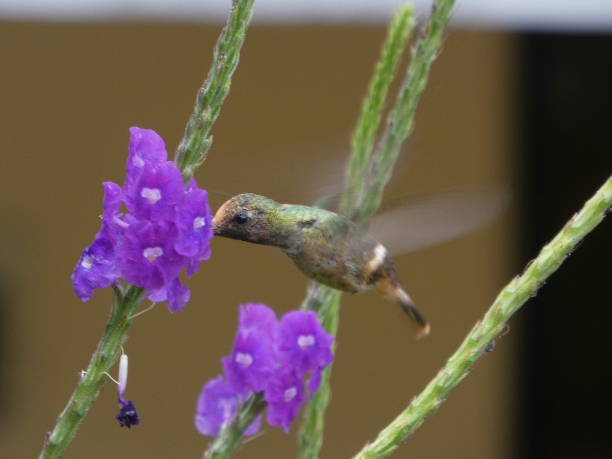 Rufous-crested Coquette - ML646649252