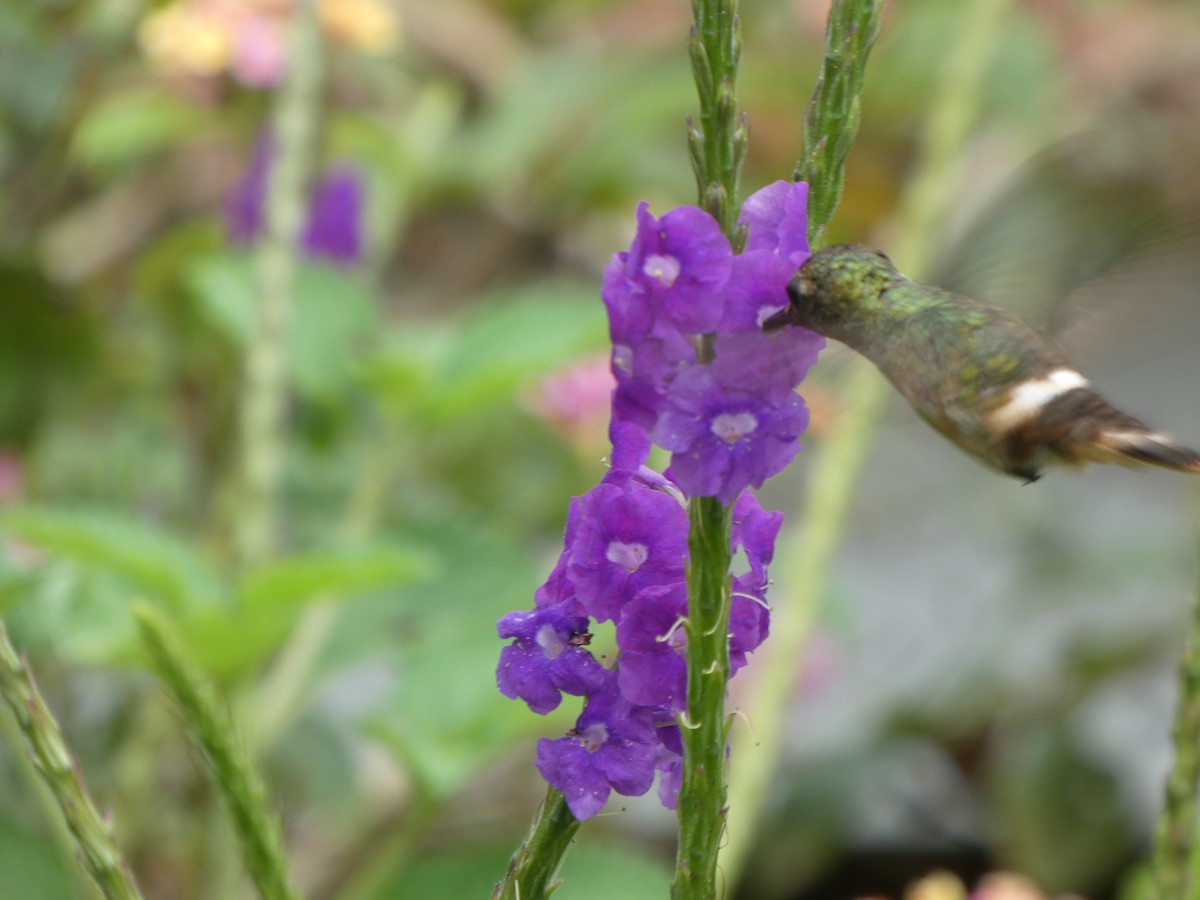 Rufous-crested Coquette - ML646649253