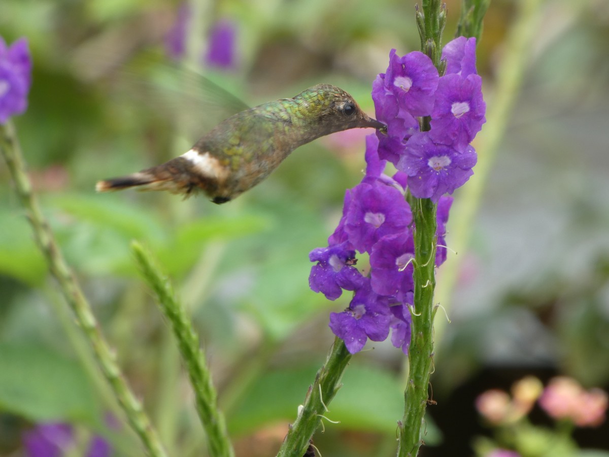 Rufous-crested Coquette - ML646649254