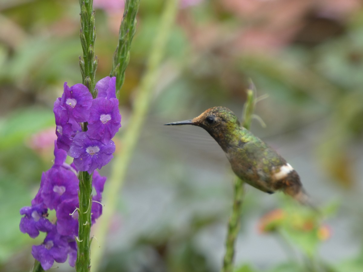Rufous-crested Coquette - ML646649255
