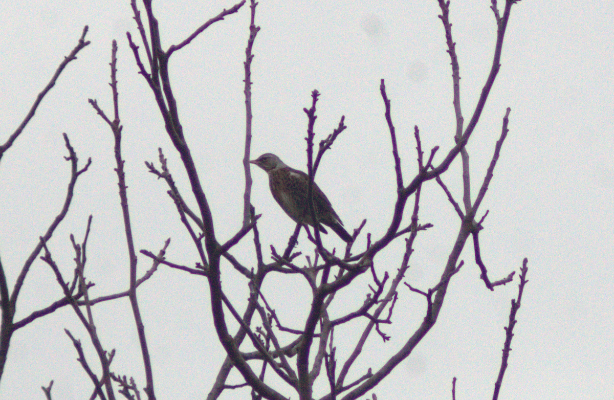 drozd kvíčala - ML646649257