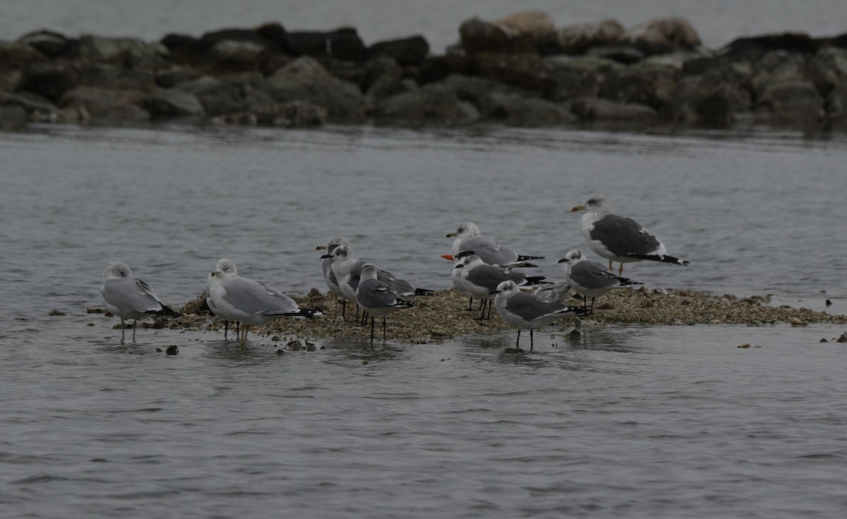 שחף צוחק - ML646649258