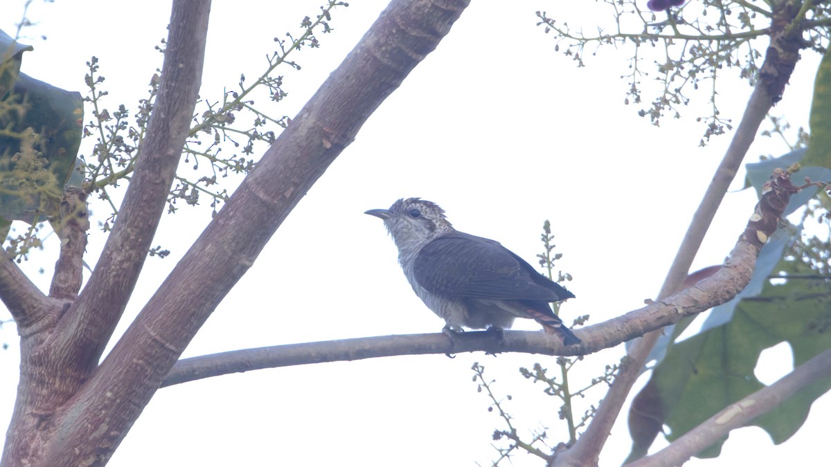 Sonneratkuckuck - ML646649259