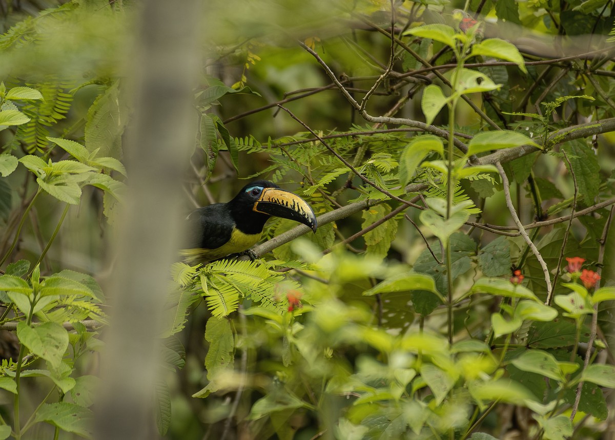 Lettered Aracari - ML646649263