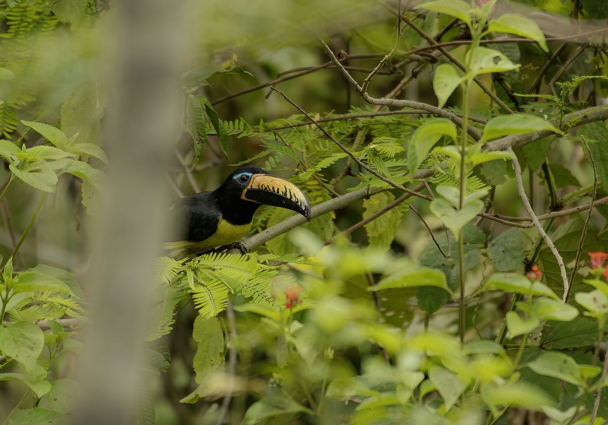 Lettered Aracari - ML646649264