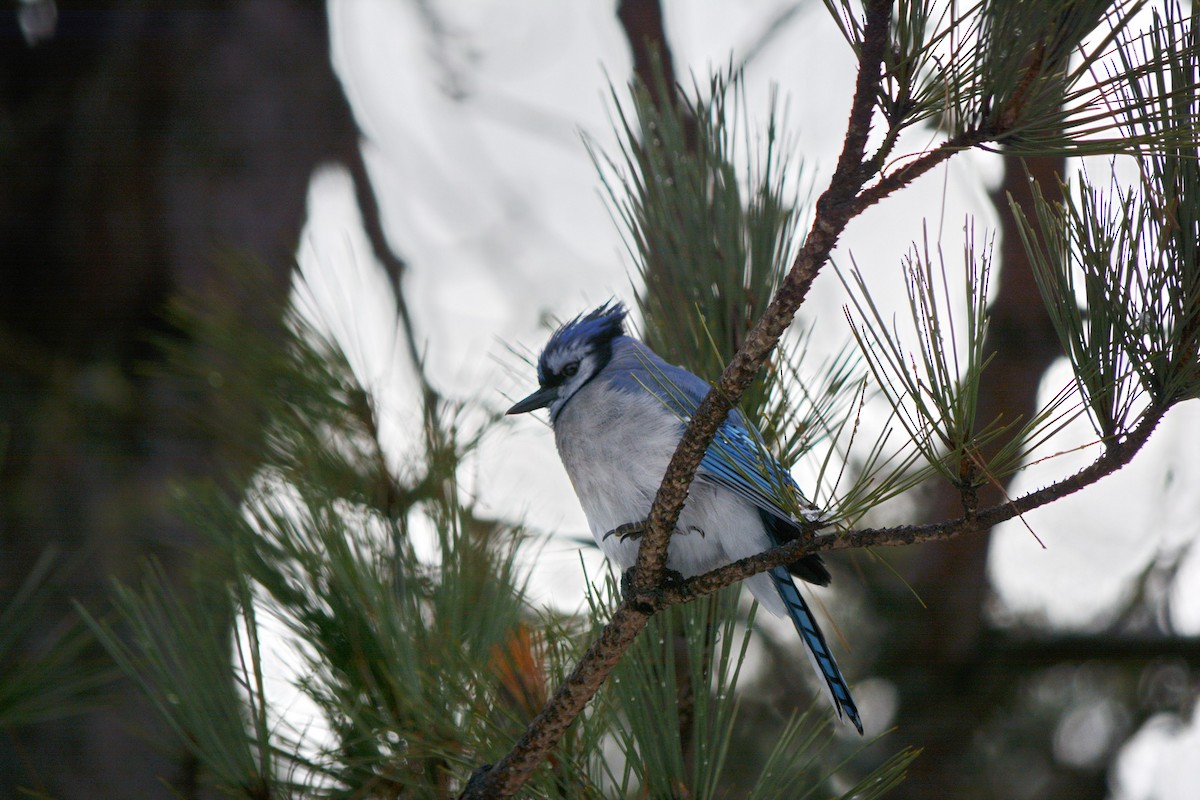 Blue Jay - ML646649266