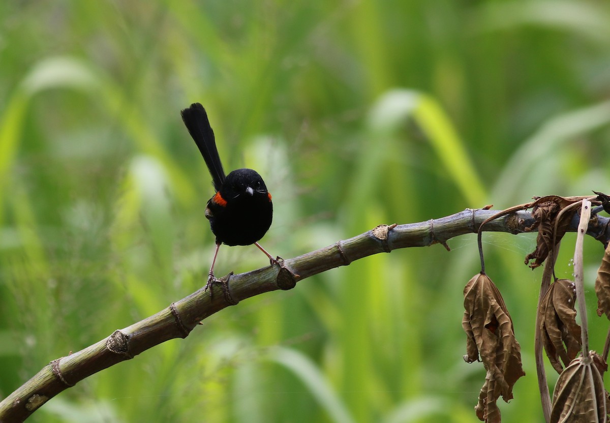 Rotrücken-Staffelschwanz - ML646649269