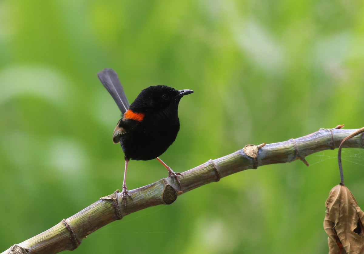 Rotrücken-Staffelschwanz - ML646649270