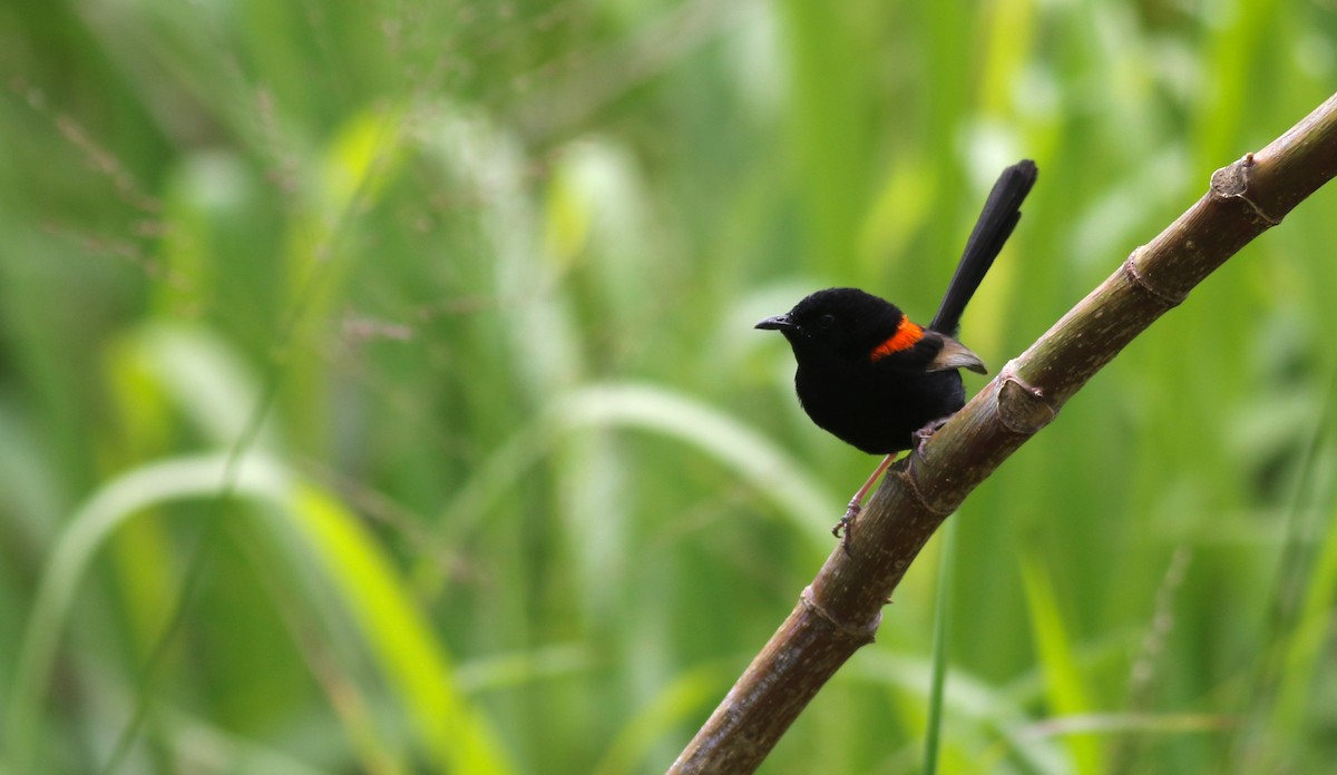 Rotrücken-Staffelschwanz - ML646649271