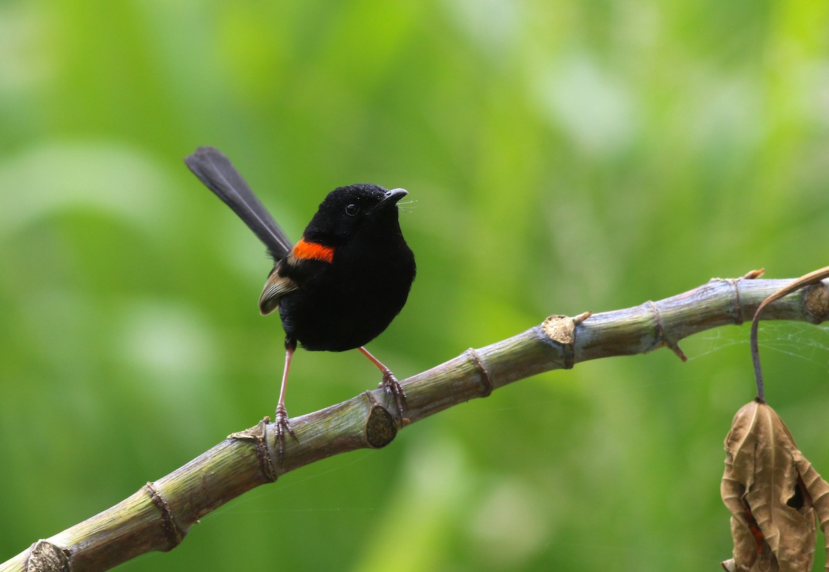 Rotrücken-Staffelschwanz - ML646649272