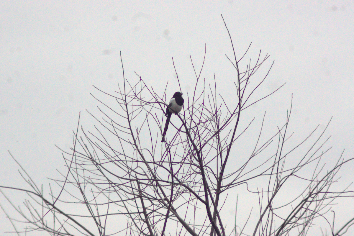 Eurasian Magpie - ML646649273