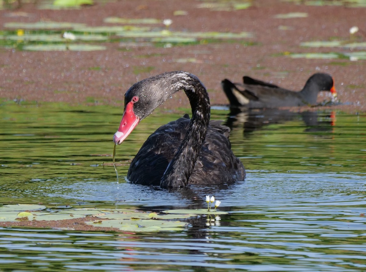 Black Swan - ML646649274