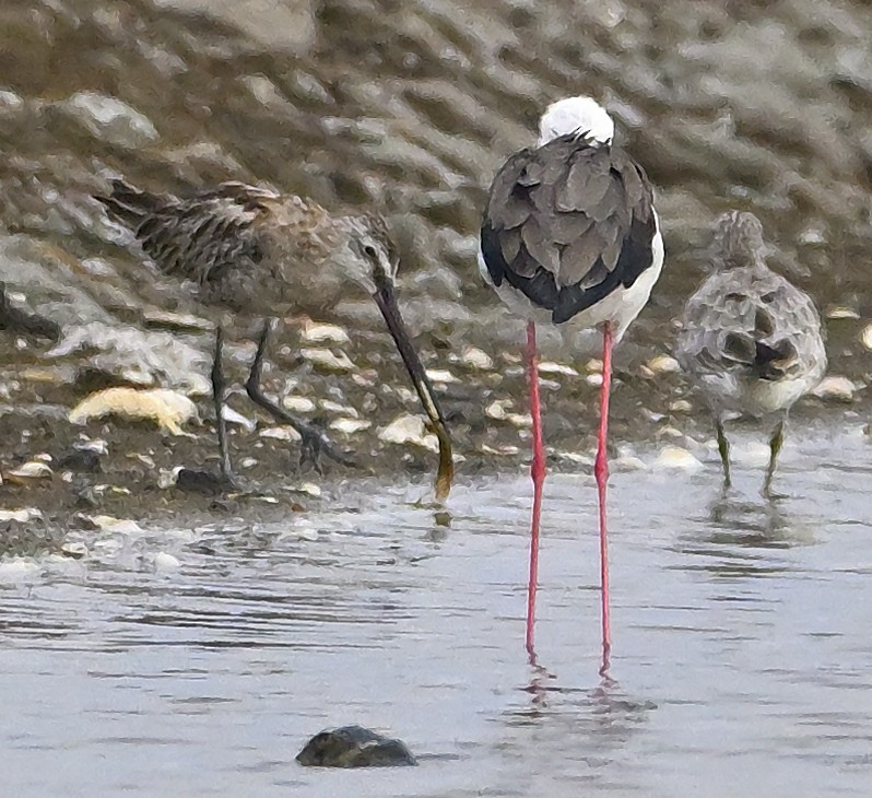 Asian Dowitcher - ML646649276