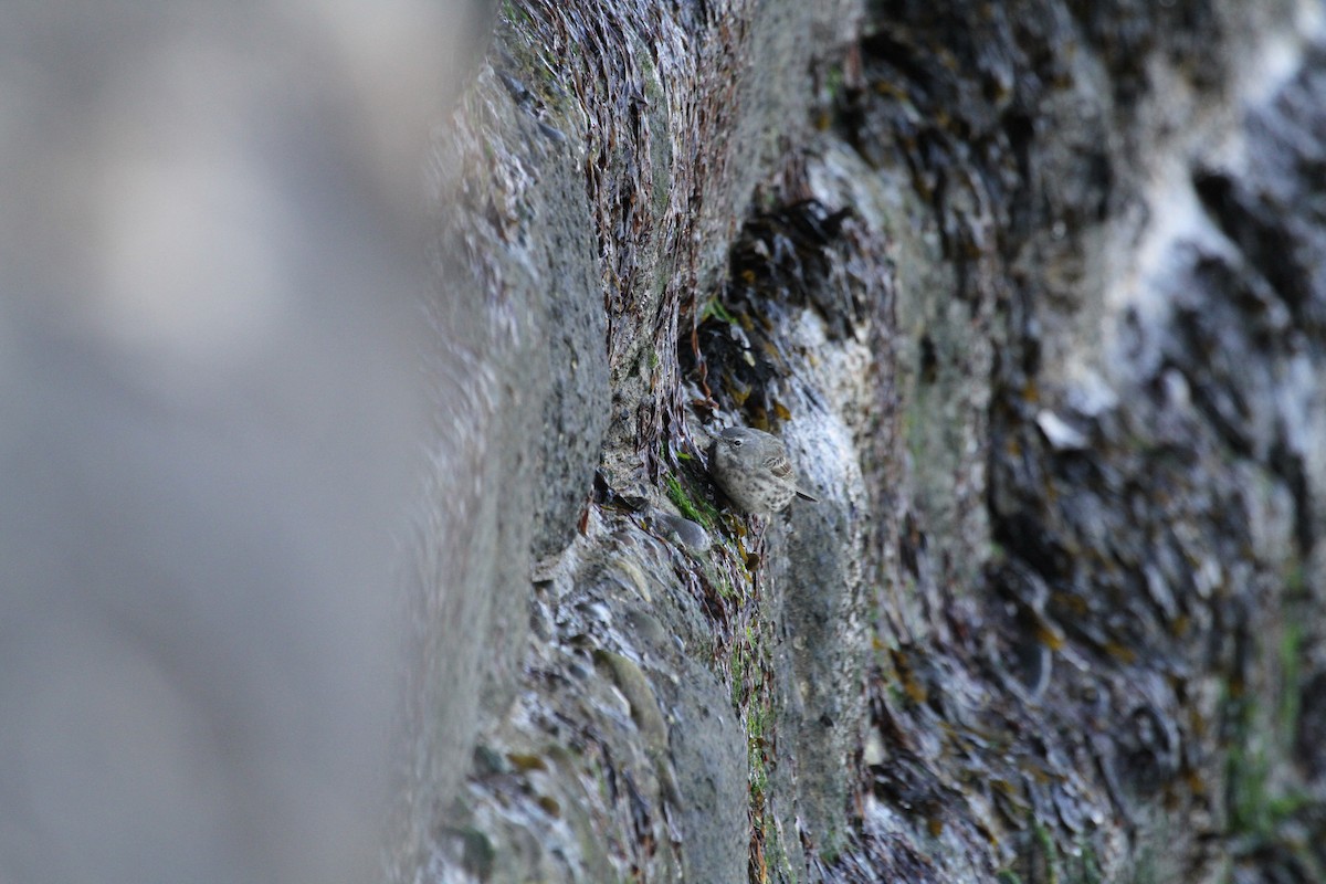 Rock Pipit (Eastern) - ML646649277