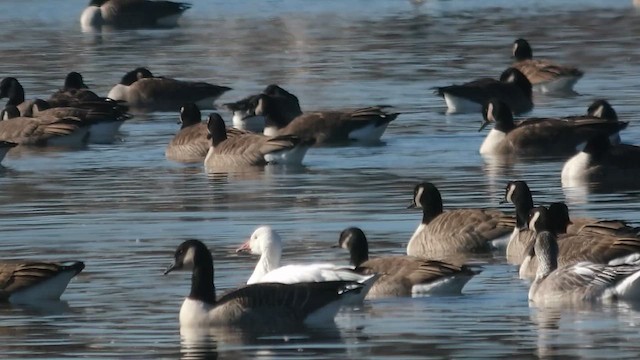 Ánsar Nival - ML646649278