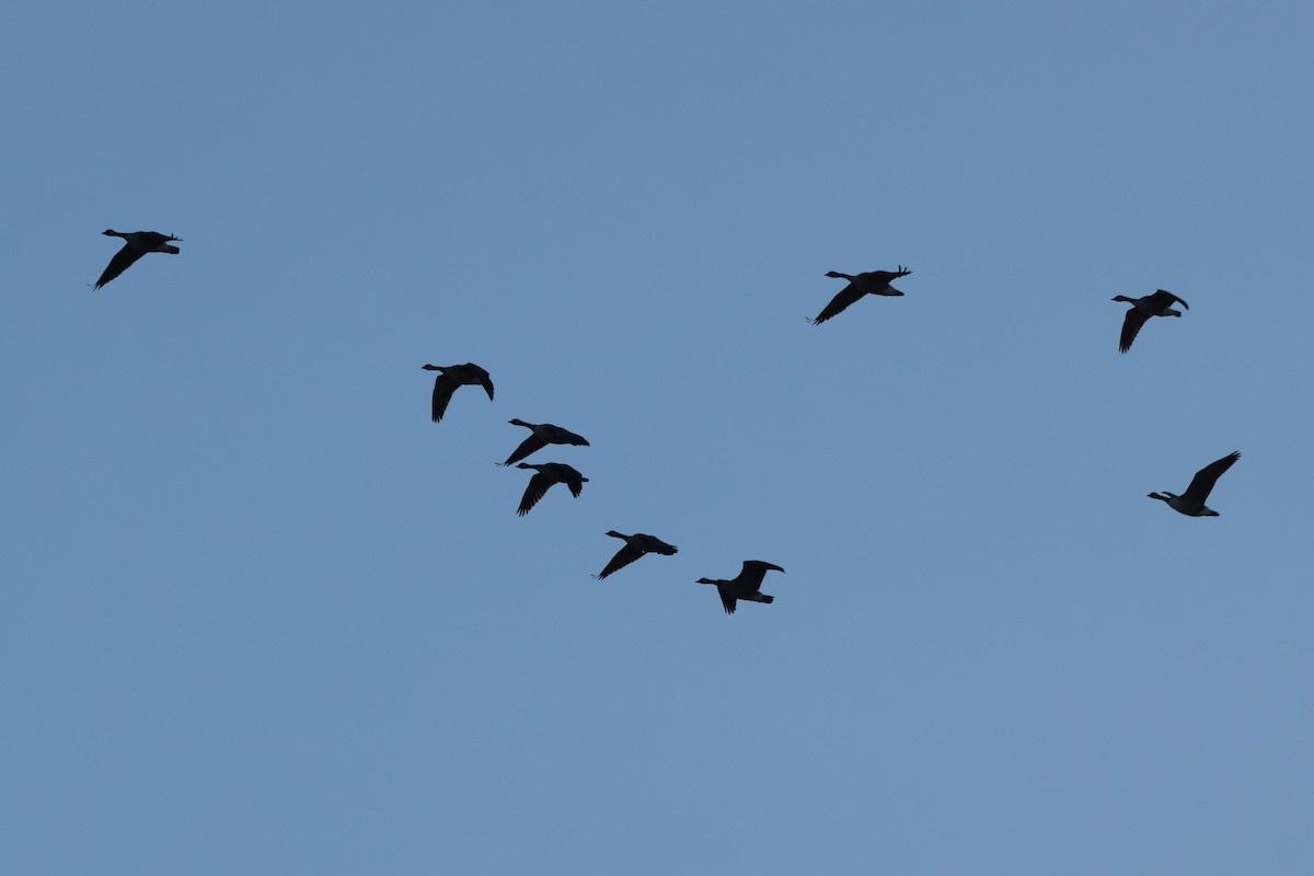 Canada Goose - ML646649279