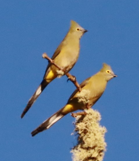Long-tailed Silky-flycatcher - ML646649280
