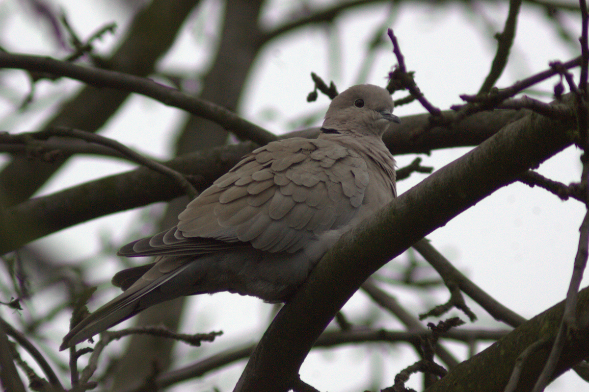 Eurasian Collared-Dove - ML646649281