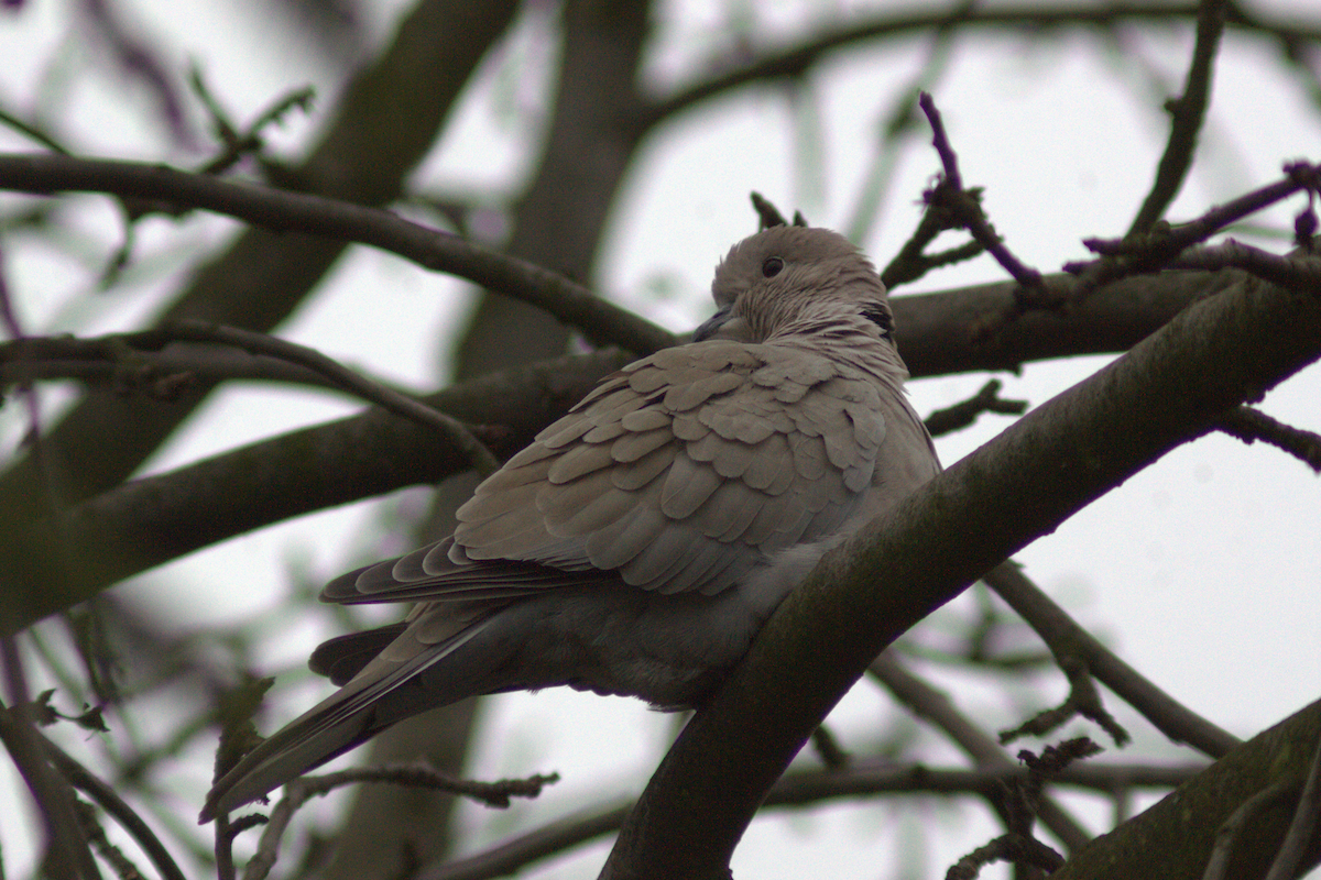 Eurasian Collared-Dove - ML646649282